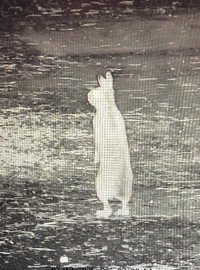 深夜に監視カメラに映ったウサギ（寺暮らしのマリエッティさん提供）