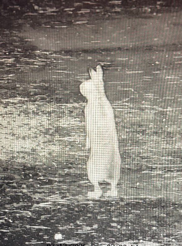 深夜に監視カメラに映ったウサギ（寺暮らしのマリエッティさん提供）