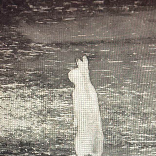 深夜に監視カメラに映ったウサギ（寺暮らしのマリエッティさん提供）