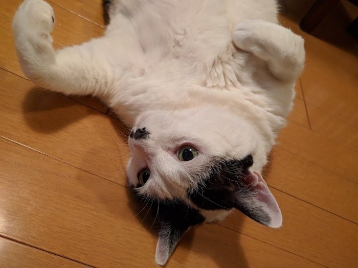 結局、増田さんの正式な猫になりました！よかった（増田さん提供）