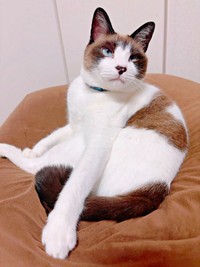 眠そうなぽんちゃん。体の右上にうっすらハートマークが（画像提供：マミ太郎さん）