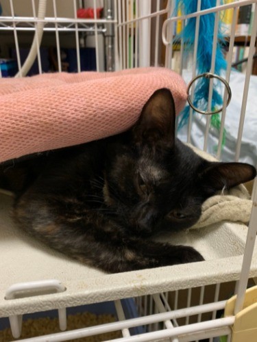 姉妹が先に嫁入りして落ち込んだモネ「ひとりでさみしい」（福島さん提供）