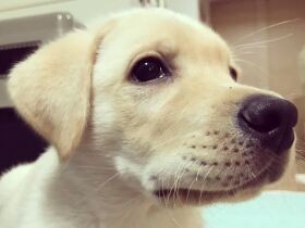 ご飯の時の待てはバッチリ　ラブラドールの「やつはし」