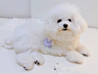 きゅるんとした瞳がキュート♡ 飼い主さんを見上げるあめちゃん（画像提供：あめ チビションフリーゼさん）