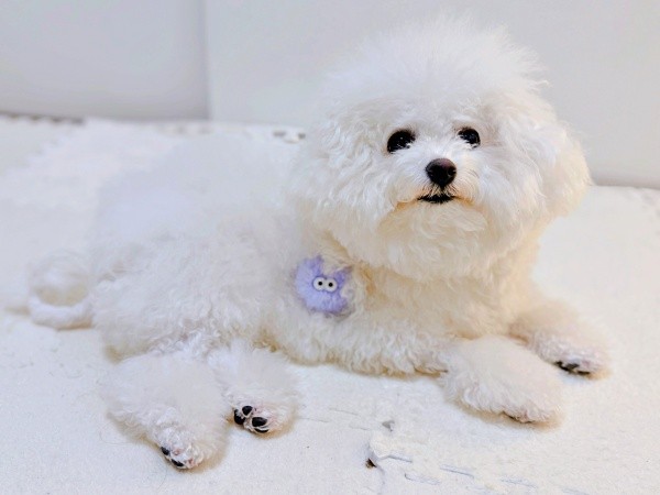 きゅるんとした瞳がキュート♡ 飼い主さんを見上げるあめちゃん（画像提供：あめ チビションフリーゼさん）