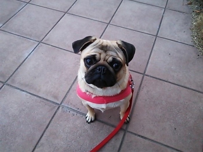 家にきたころの「小春」