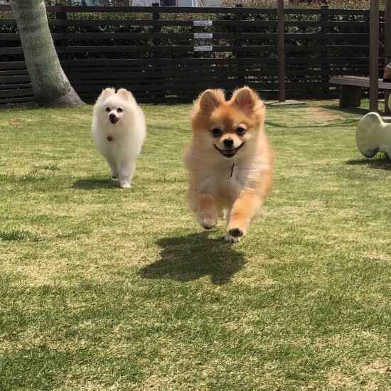 もちろん元気いっぱいに遊んでる（お母さん提供）