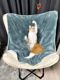 猫じゃらしで遊ぶラテちゃん（画像提供：保護猫ラテちゃん）