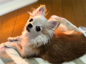 なでてほしい時は前脚で「ねえねえ」　栗色のチワワ「マロン」