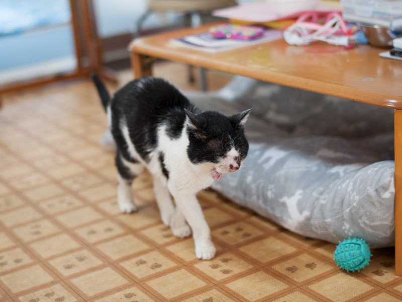 「ぶーぶーぶー、ブーだよ」（小林写函撮影）