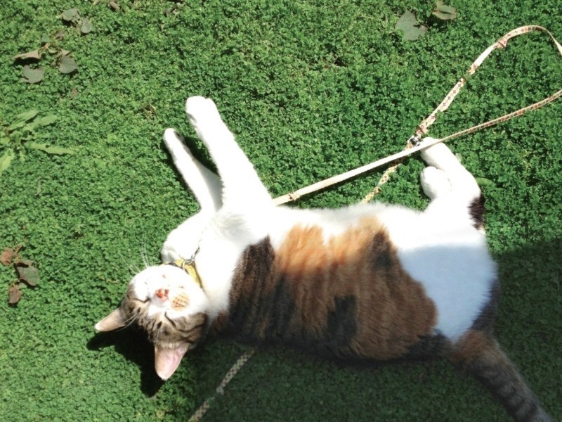 「ポチはよく庭でくつろいでいたね」（山田さん提供）