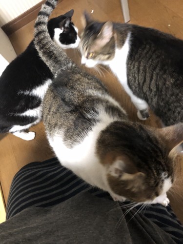 辻本家は、猫が十数匹いる。みんなでわちゃわちゃ