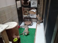 お茶丸（右・オス）とチャコ（左・メス）