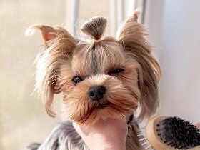 愛犬を清潔に保ち、病気も予防　ブラッシング・シャンプーのコツ