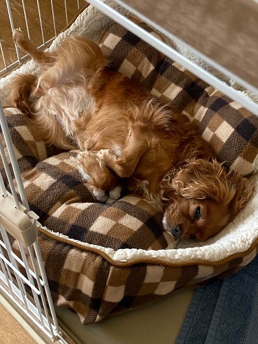 来た時は背中や尾がはげていたけど、どんどん毛もふさふさに（田形さん提供）