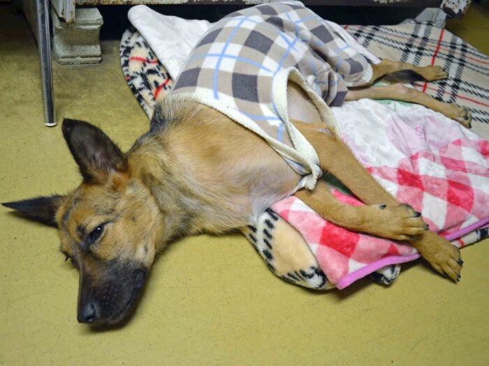 事務所で過ごしていた犬