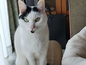 毎食となりで「ママ今日は何食べてるにゃ？」　食卓監視員のミックス猫「るな」