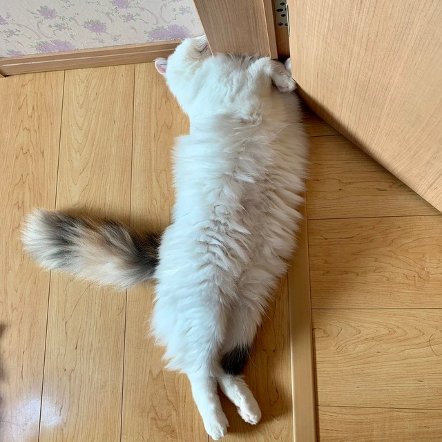 猫がひっつく魔法の柱もあった（提供写真）