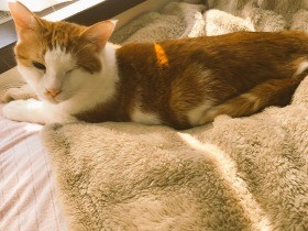 キャットタワーも登れるよ！　わなで後ろ足を失ったコロ助くん