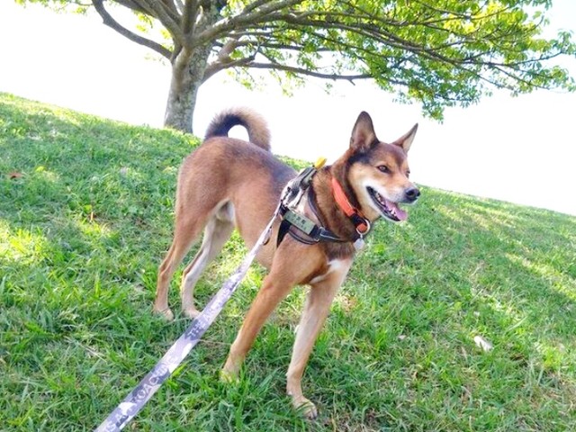 のびのびと散歩を楽しむ小次郎くん（画像提供：みかみと小次郎【公式】さん）