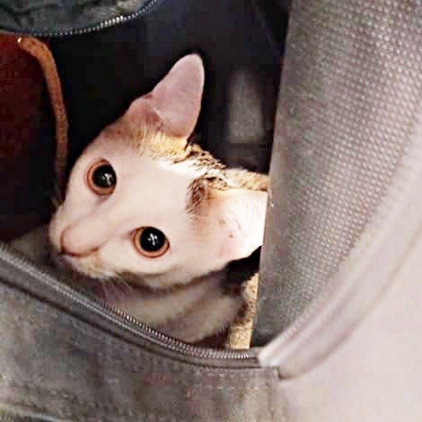 マルちゃんと一緒に暮らし始めて1年、カバンの中からひょっこり（画像提供：越南猫の日本暮らしさん）