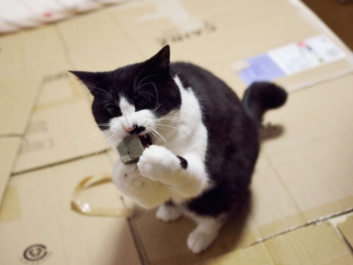 「おばちゃんのベッドの上で、スポンジボールで遊ぶのは楽しいんだ」（小林写函撮影）