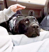 上目遣いでチラッ！ 仕草がキュートなノワールちゃん（画像提供：黒ラブNoir（ノワール）さん）