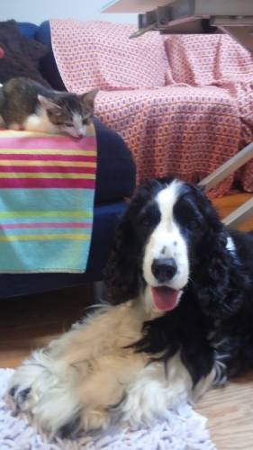 猫のたらこと、犬のトビ。トビは猫のお世話が好きだったという。旅立った後、先生からなるを託された（知枝さん提供）