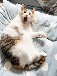 あくびをしながらまったり過ごすみぃちゃん（画像提供：うにねこさん）