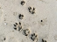 オーストラリアで遭遇！ 4つの爪がある大きな足跡（画像提供：トラゴマさん）