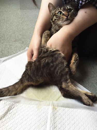 シェルタースタッフから圧迫排尿の世話を受けるレオ。出し切らないと、雑菌が繁殖する（またたび家提供）