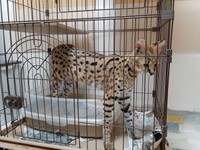 ケージが狭く見えるが高さがある