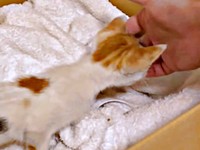 パパの手からご飯を食べる果生ちゃん（画像提供：YouTubeチャンネル「三毛猫かなり」さん）