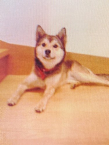 家にきたころの「藍」