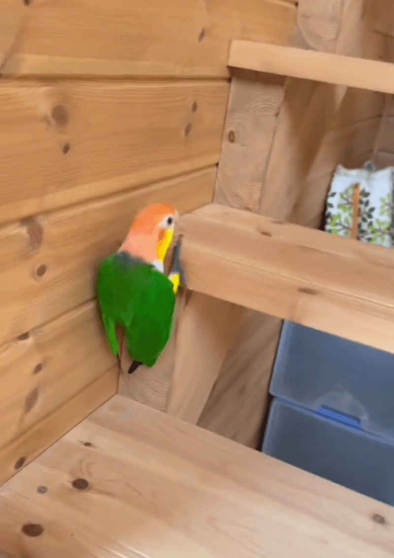 クチバシでぐっと体を持ち上げるレオちゃん