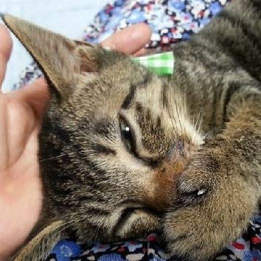 フリーにしたのは約１週間後。イヌオに近づかない時は私のひざで指を吸っていたはっぴー（イヌオに近づくのと私に近づくのは半々）「マザコンといわないで」