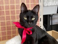 5歳を迎え、美ニャンぶりに磨きがかかったジジちゃん（画像提供：なちゅふぉとさん）