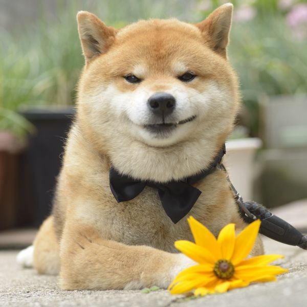 おしゃれ～　（パイ インターナショナル）