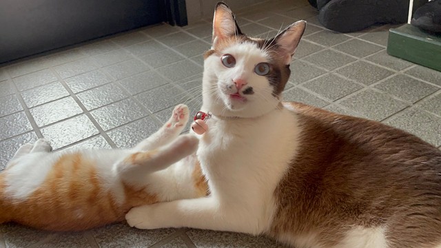 お兄ちゃんになったじんくんは、やんちゃな子猫と遊ぶのもお手の物