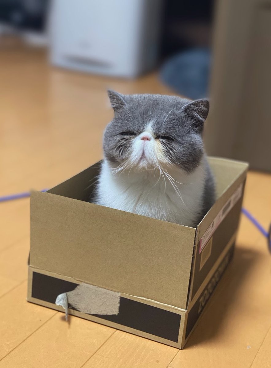 ありがたや～「神様顔にゃんこ」に29万人が手を合わせた？ 飼い主は