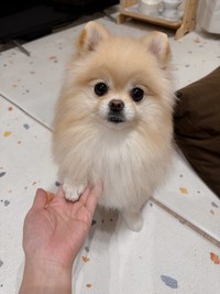 ちんまりした右前足で「お手」！（画像提供：ポメラニアンの若様さん）