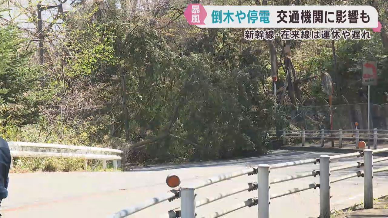 宮城県内暴風で倒木や停電　交通機関に乱れも