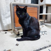 ヒーター前に陣取る。もう寒いからにゃ〜