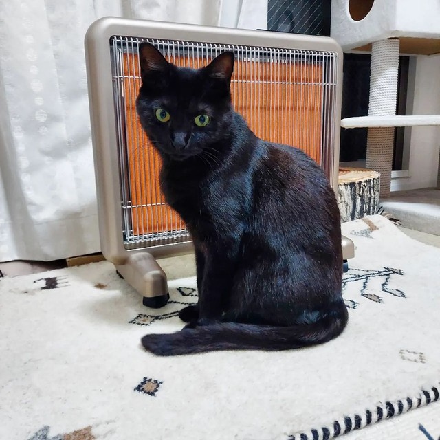 ヒーター前に陣取る。もう寒いからにゃ〜