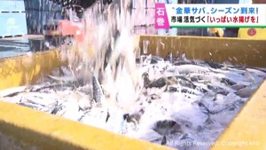 石巻・金華サバ好調　気仙沼・カツオ好調でサンマは不漁前の１／５　宮城県の水揚げ