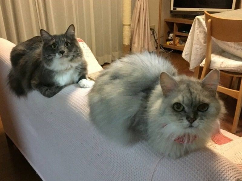 いつしかシャンパンと乗るようになりました