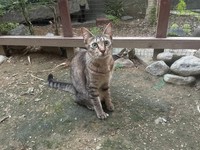 大きくなったしま子ちゃん（ねこといっしょさん提供）