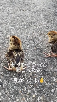 ヒナを救い出しました！（「セブン‐イレブンさくら喜連川店」さん提供、Instagramよりキャプチャ撮影）