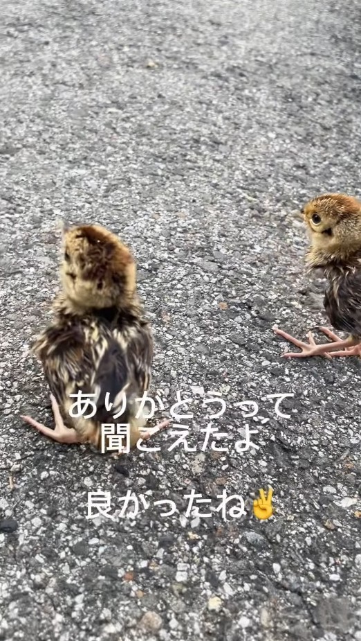 ヒナを救い出しました！（「セブン‐イレブンさくら喜連川店」さん提供、Instagramよりキャプチャ撮影）