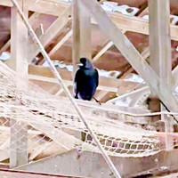 牛追いの際の掛け声を真似るカラス（画像提供：もみのきさん）